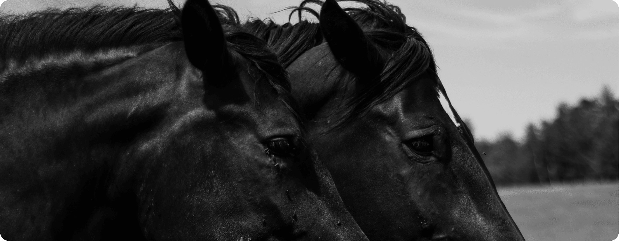 Horsing Around