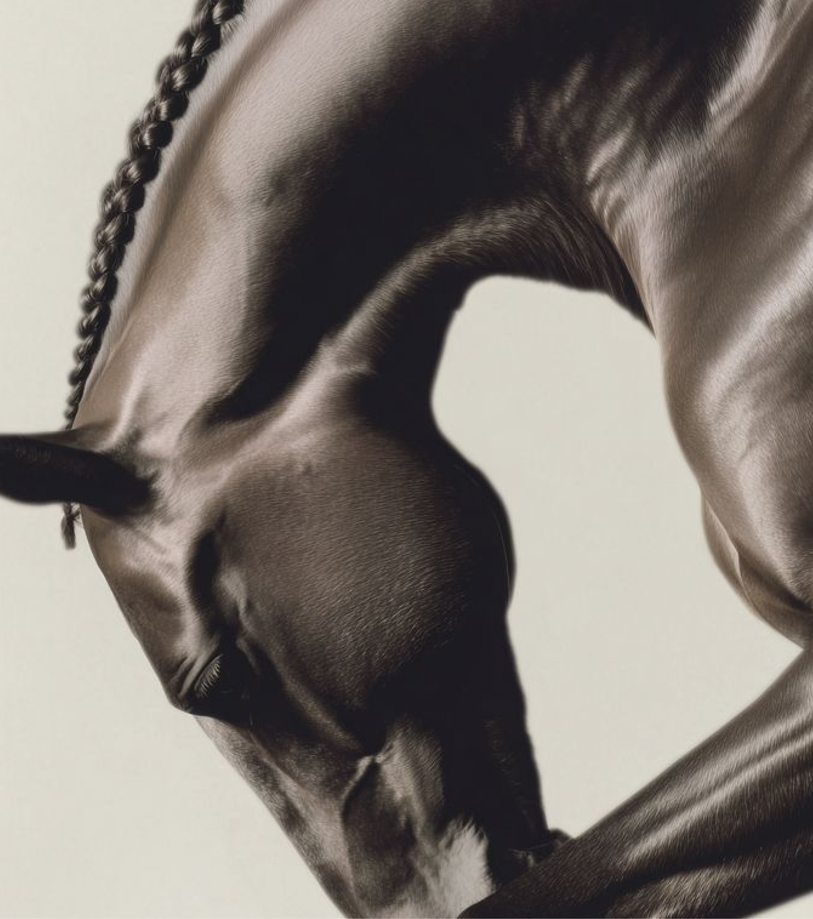 Thoroughbred