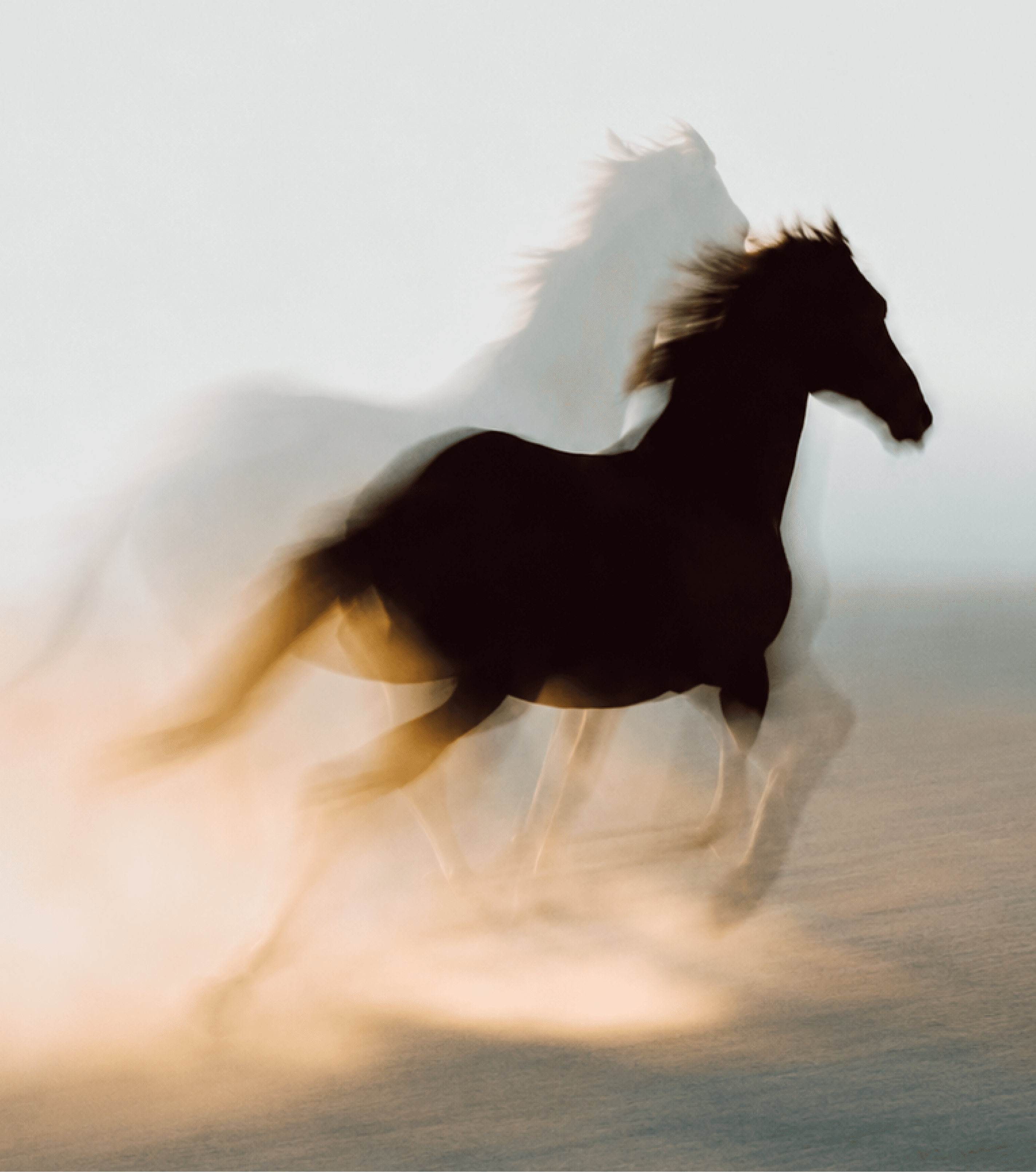 Wild Spirit