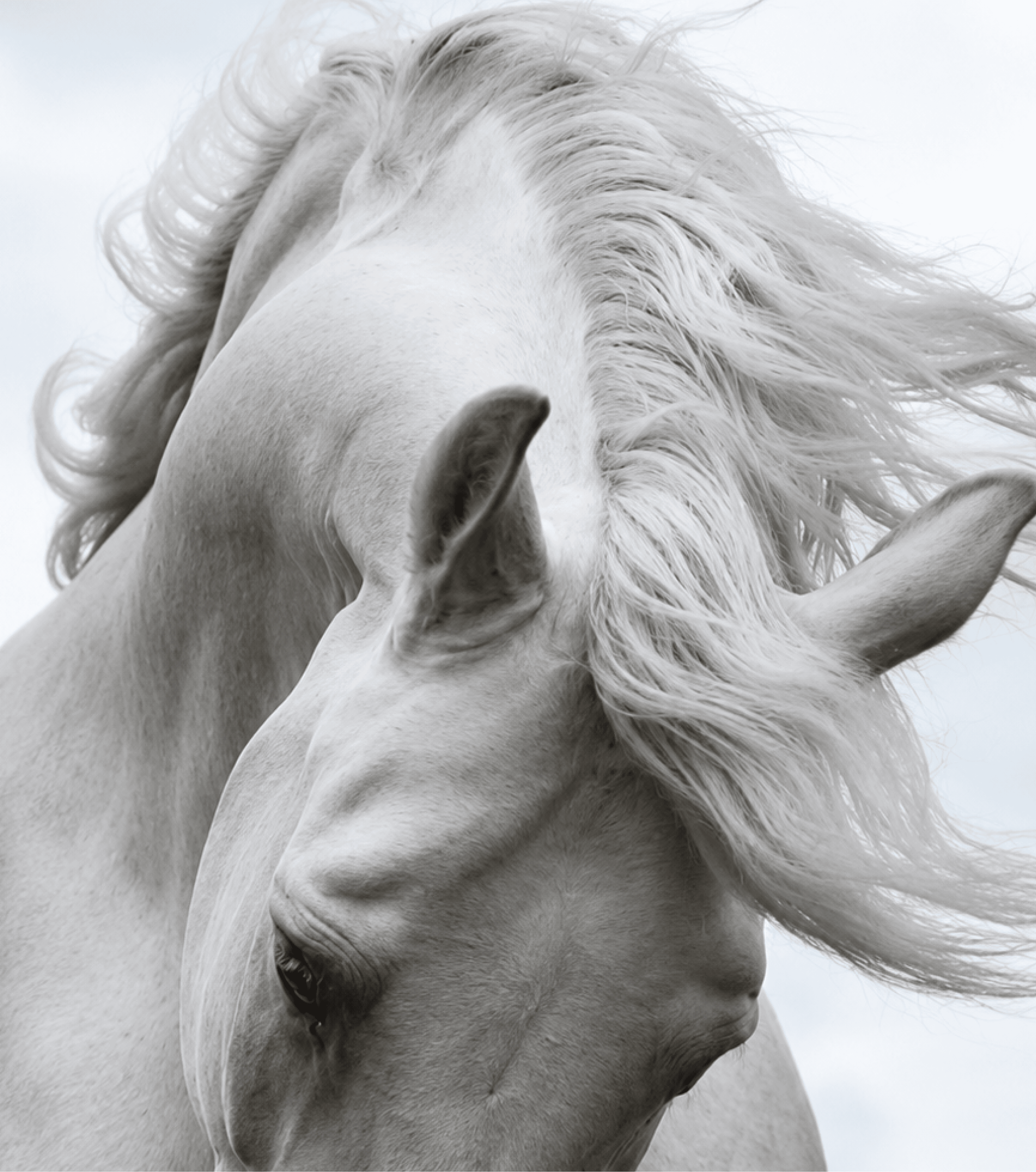 White Mane