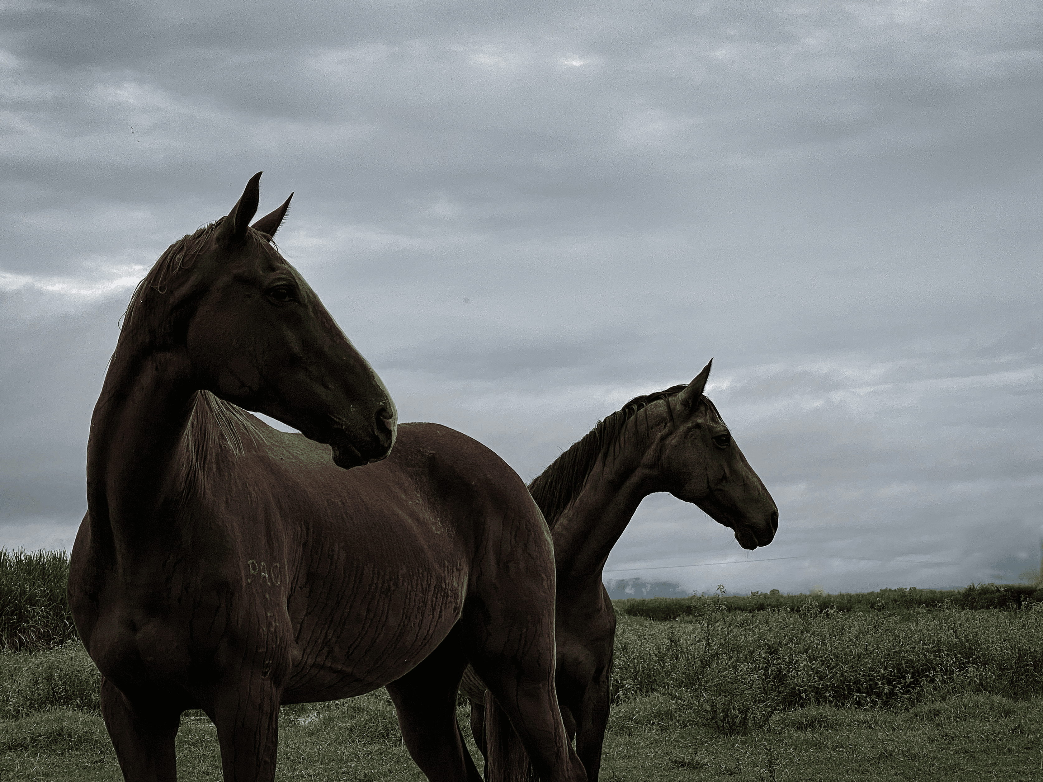 Horses in a field
